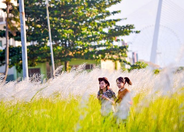 Mê mẩn với cánh đồng cỏ lau trắng muốt tại Đà Nẵng